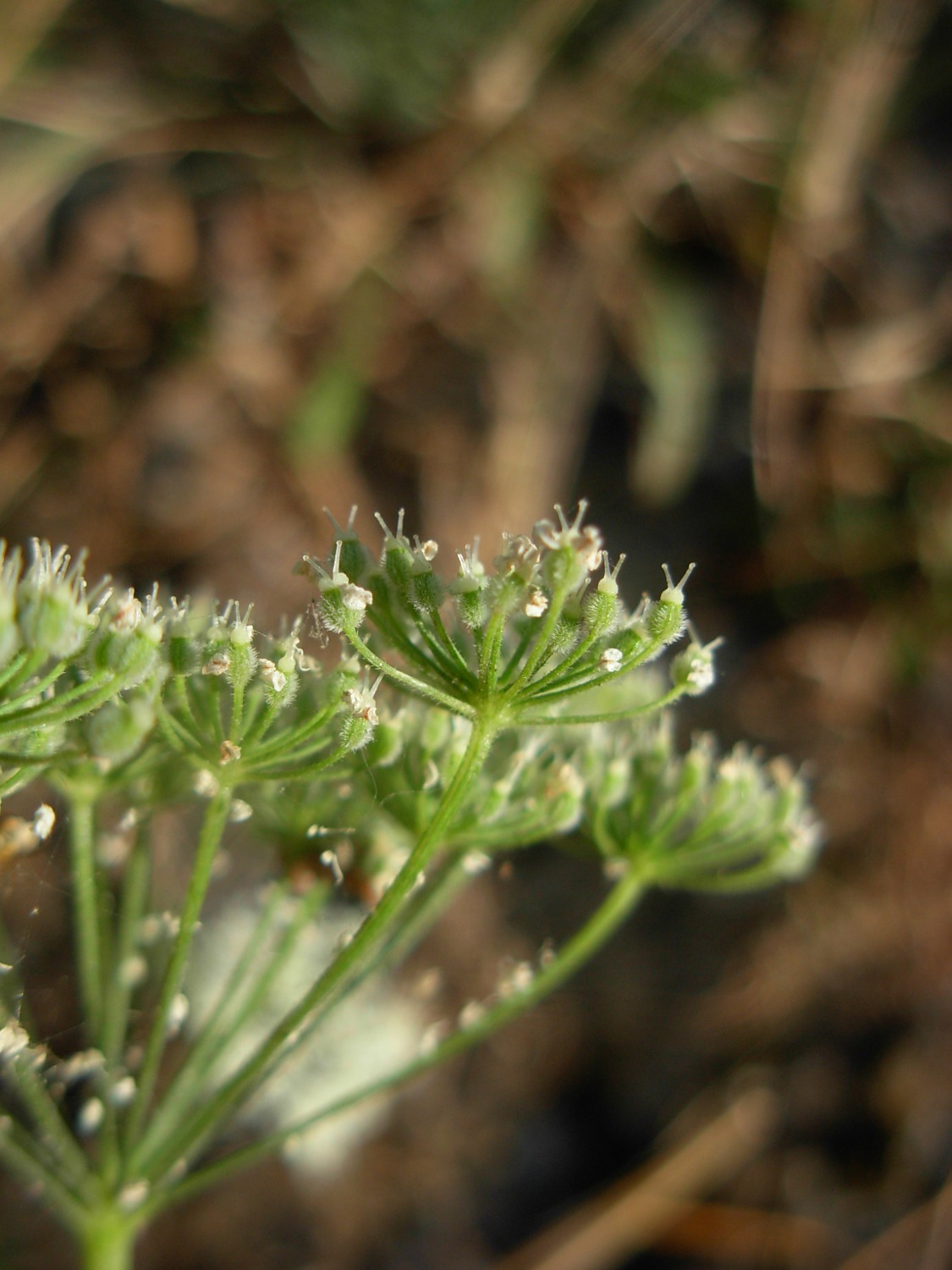 Pimpinella peregrina L./Tragoselino calcitrappa